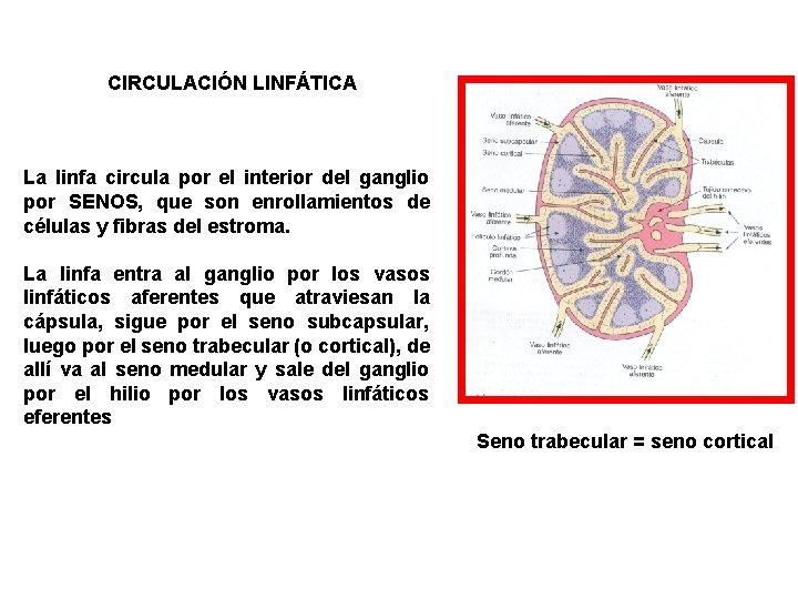 CIRCULACIÓN LINFÁTICA La linfa circula por el interior del ganglio por SENOS, que son