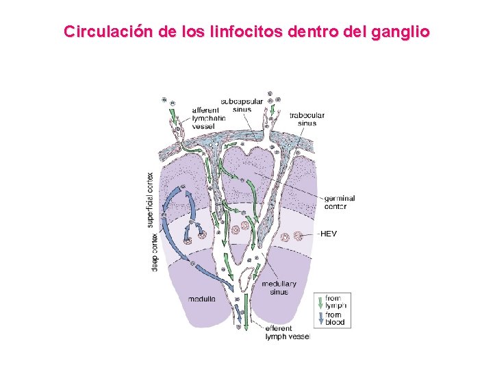 Circulación de los linfocitos dentro del ganglio 