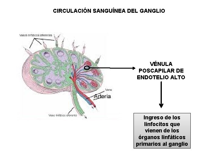 CIRCULACIÓN SANGUÍNEA DEL GANGLIO VÉNULA POSCAPILAR DE ENDOTELIO ALTO Ingreso de los linfocitos que