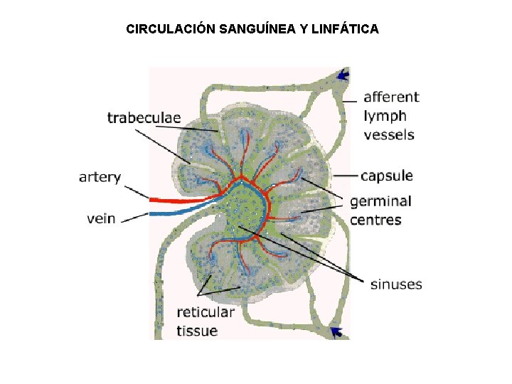 CIRCULACIÓN SANGUÍNEA Y LINFÁTICA 