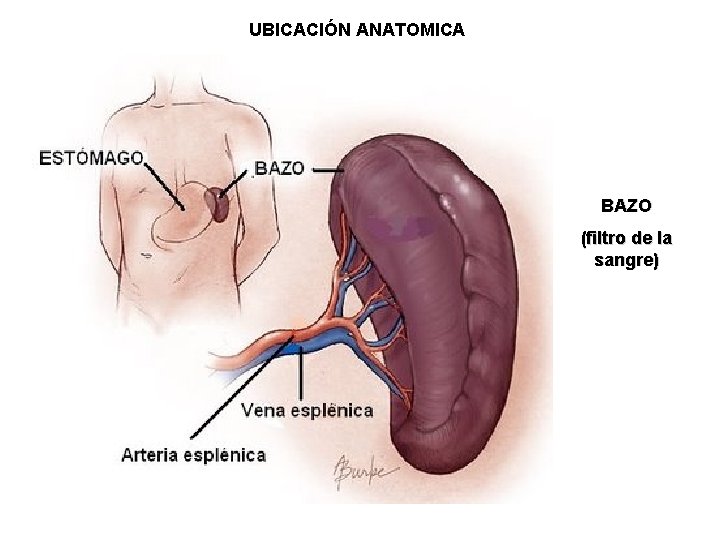 UBICACIÓN ANATOMICA BAZO (filtro de la sangre) 