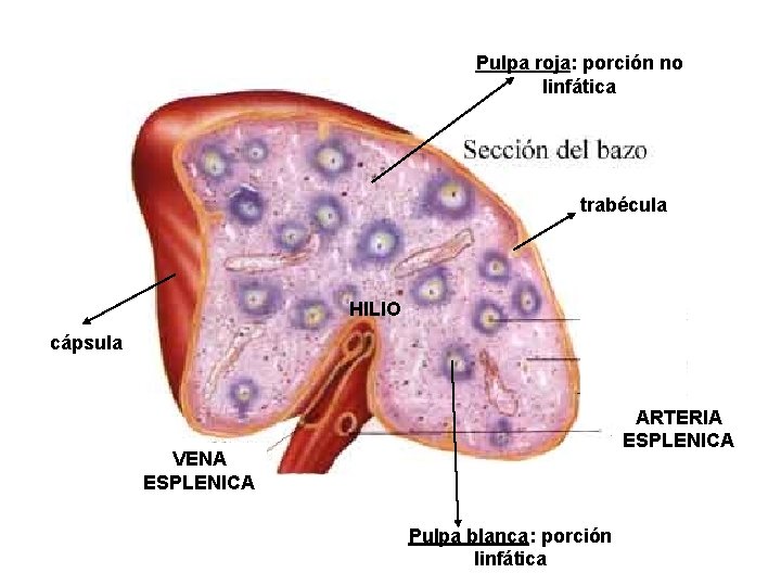 Pulpa roja: porción no linfática trabécula HILIO cápsula ARTERIA ESPLENICA VENA ESPLENICA Pulpa blanca: