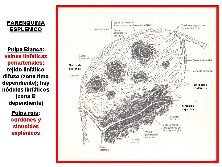 PARENQUIMA ESPLENICO Pulpa Blanca: Blanca vainas linfáticas periarteriales: tejido linfático difuso (zona timo dependiente);