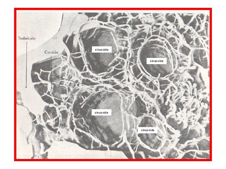 sinusoide 