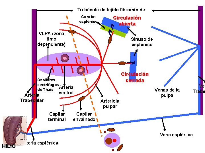 Trabécula de tejido fibromioide Cordón esplénico Circulación abierta VLPA (zona timo dependiente) Sinusoide esplénico