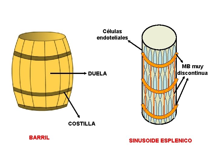 Células endoteliales DUELA MB muy discontinua COSTILLA BARRIL SINUSOIDE ESPLENICO 