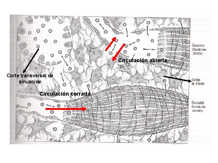 Circulación abierta Corte transversal de sinusoide Circulación cerrada 
