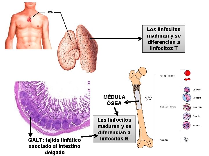 Los linfocitos maduran y se diferencian a linfocitos T MÉDULA ÓSEA GALT: tejido linfático