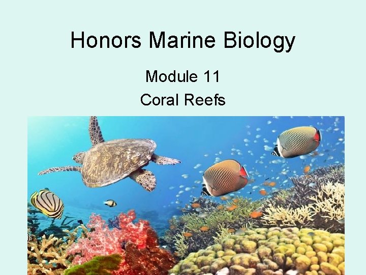 Honors Marine Biology Module 11 Coral Reefs 