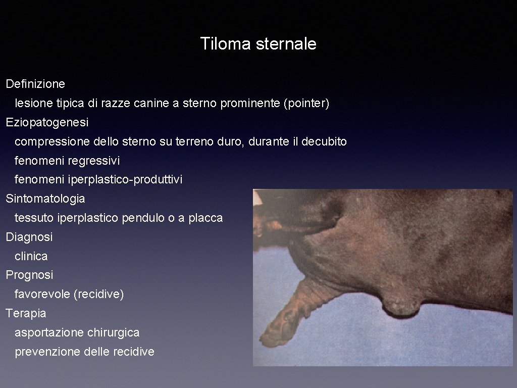 Tiloma sternale Definizione lesione tipica di razze canine a sterno prominente (pointer) Eziopatogenesi compressione