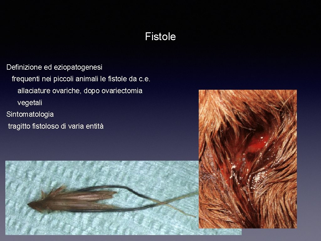 Fistole Definizione ed eziopatogenesi frequenti nei piccoli animali le fistole da c. e. allaciature