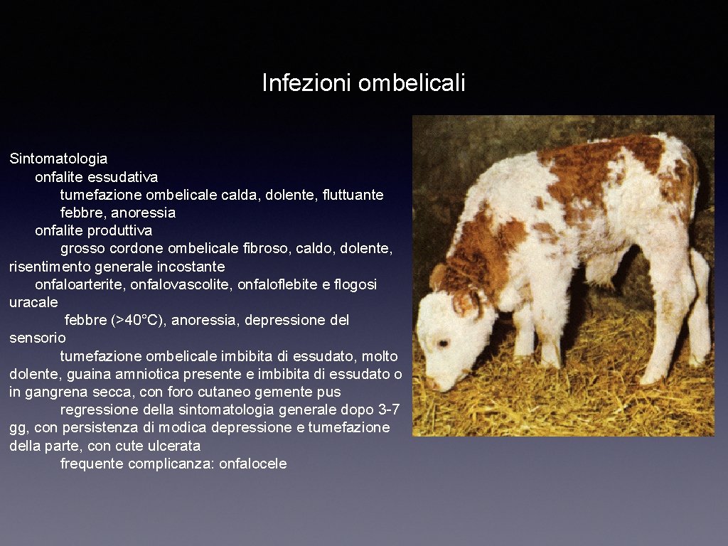 Infezioni ombelicali Sintomatologia onfalite essudativa tumefazione ombelicale calda, dolente, fluttuante febbre, anoressia onfalite produttiva