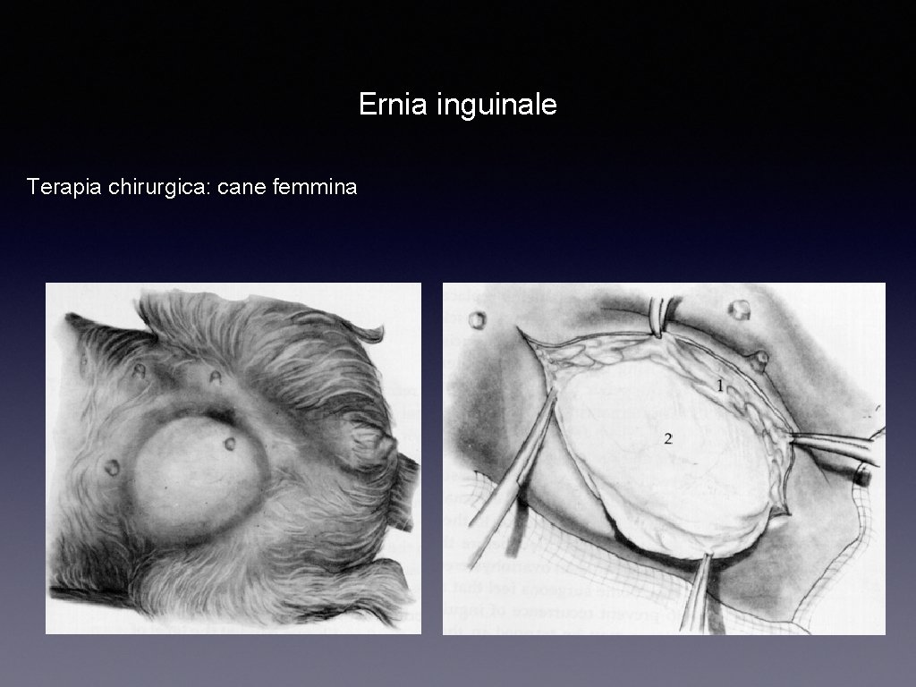 Ernia inguinale Terapia chirurgica: cane femmina 