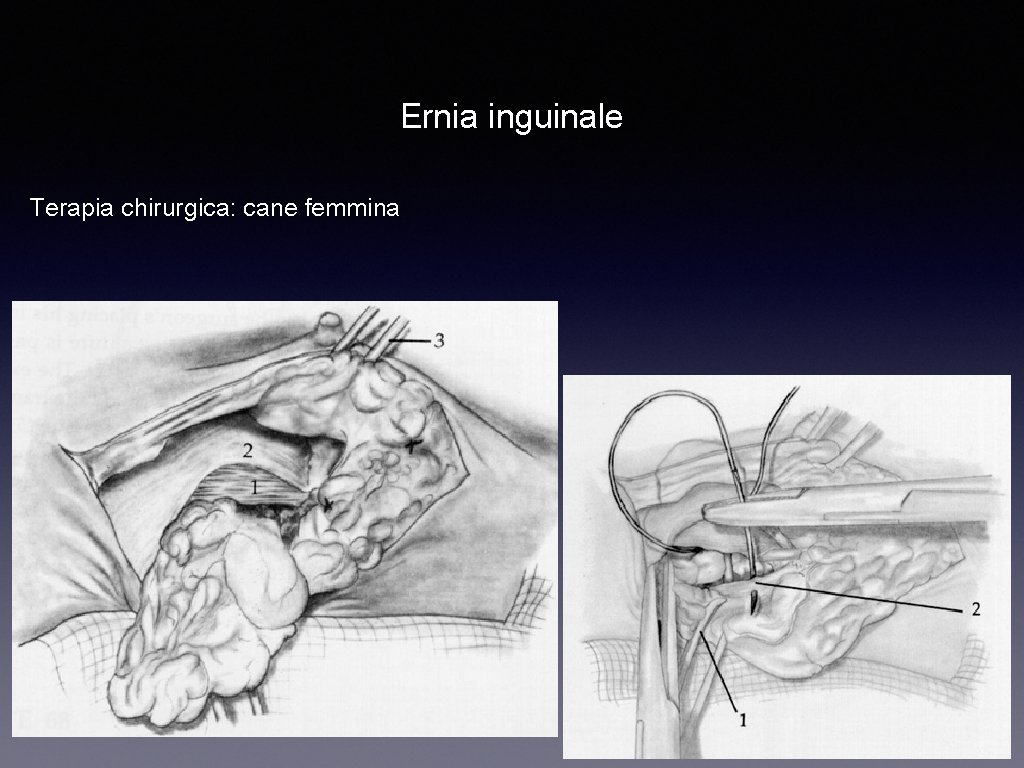 Ernia inguinale Terapia chirurgica: cane femmina 