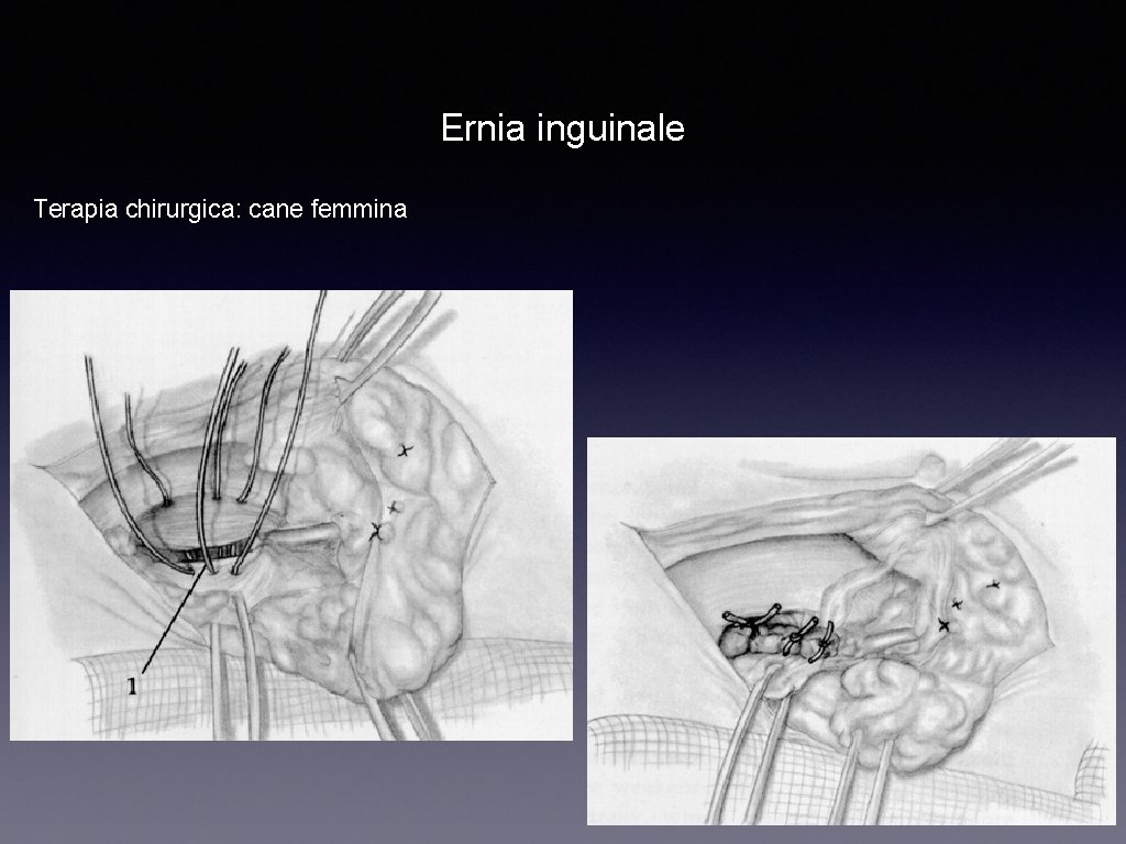 Ernia inguinale Terapia chirurgica: cane femmina 