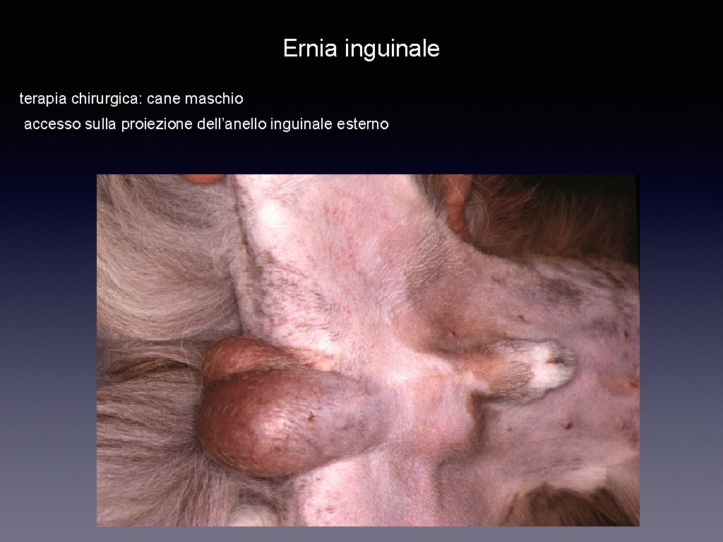 Ernia inguinale terapia chirurgica: cane maschio accesso sulla proiezione dell’anello inguinale esterno 