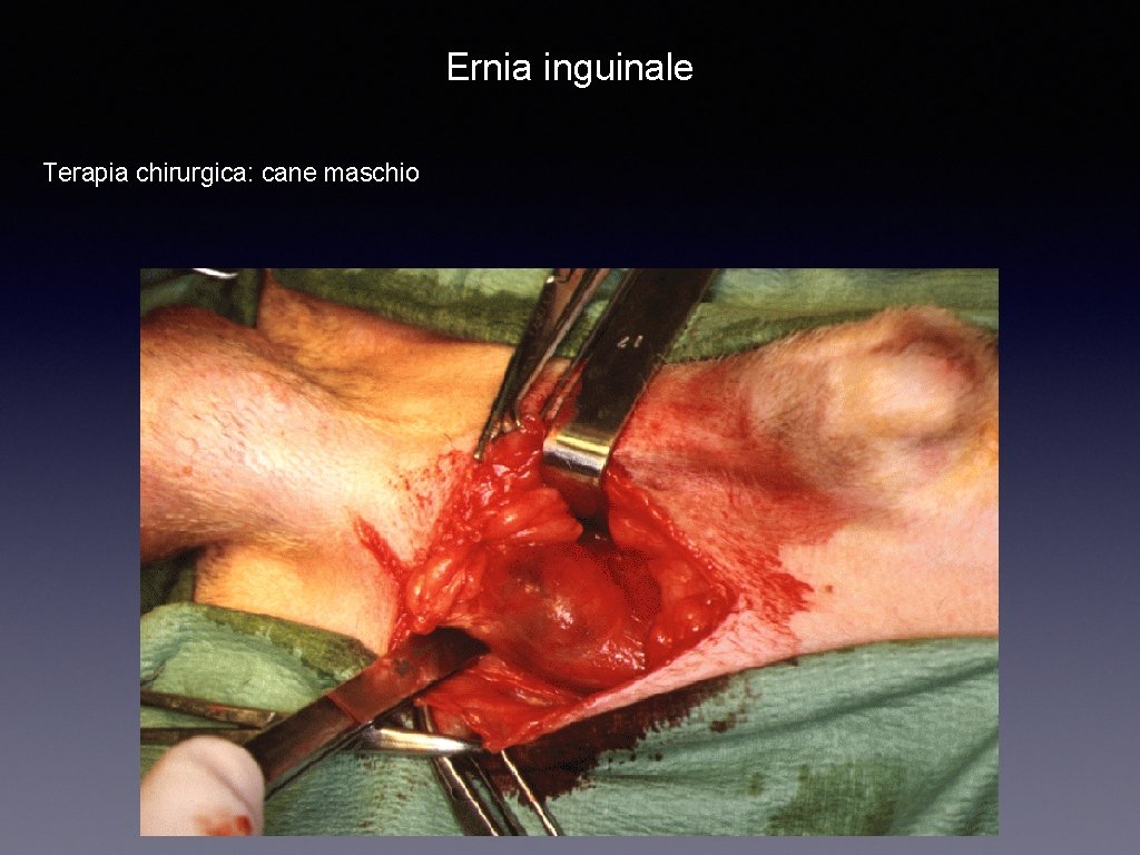 Ernia inguinale Terapia chirurgica: cane maschio 