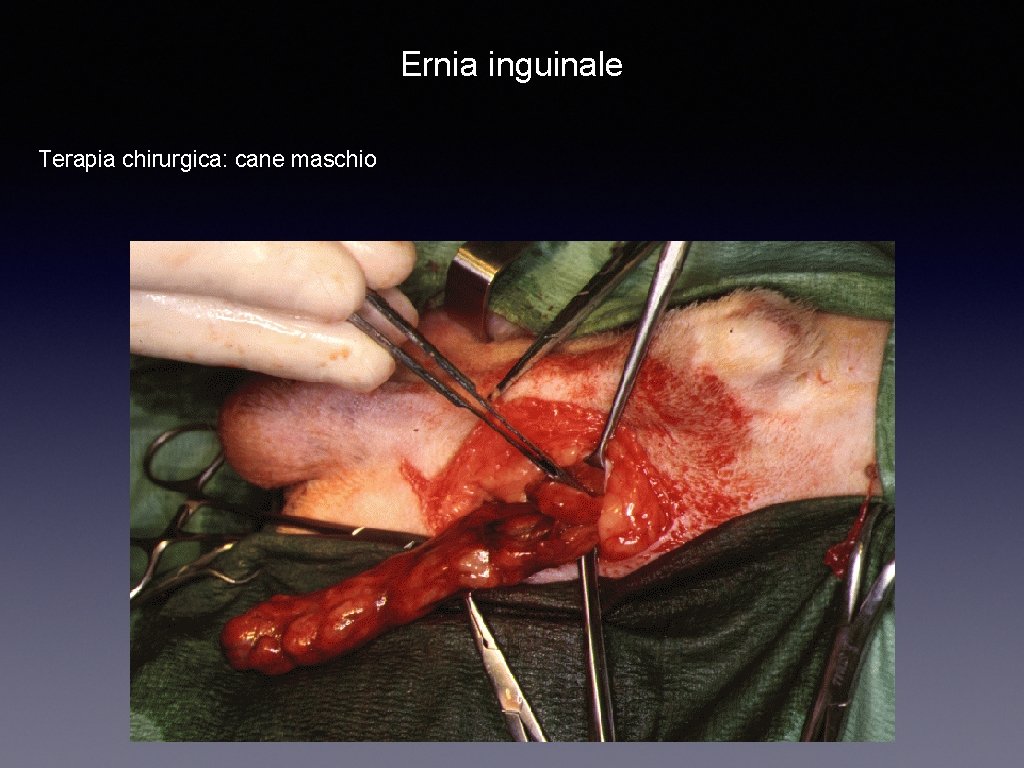 Ernia inguinale Terapia chirurgica: cane maschio 