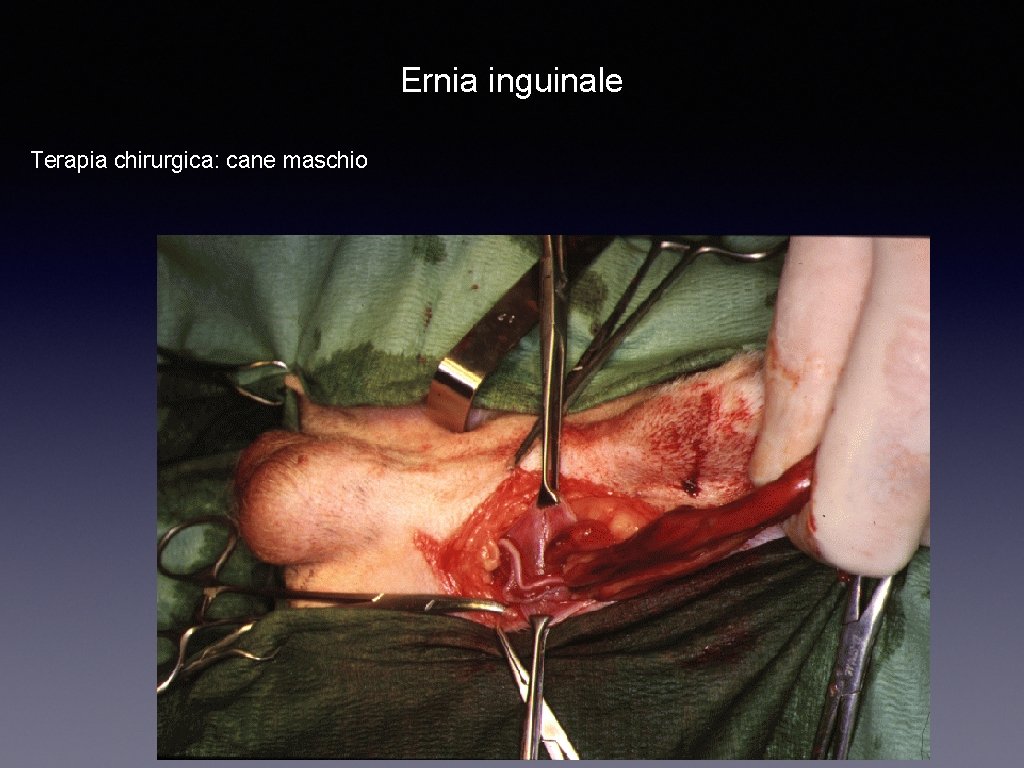 Ernia inguinale Terapia chirurgica: cane maschio 