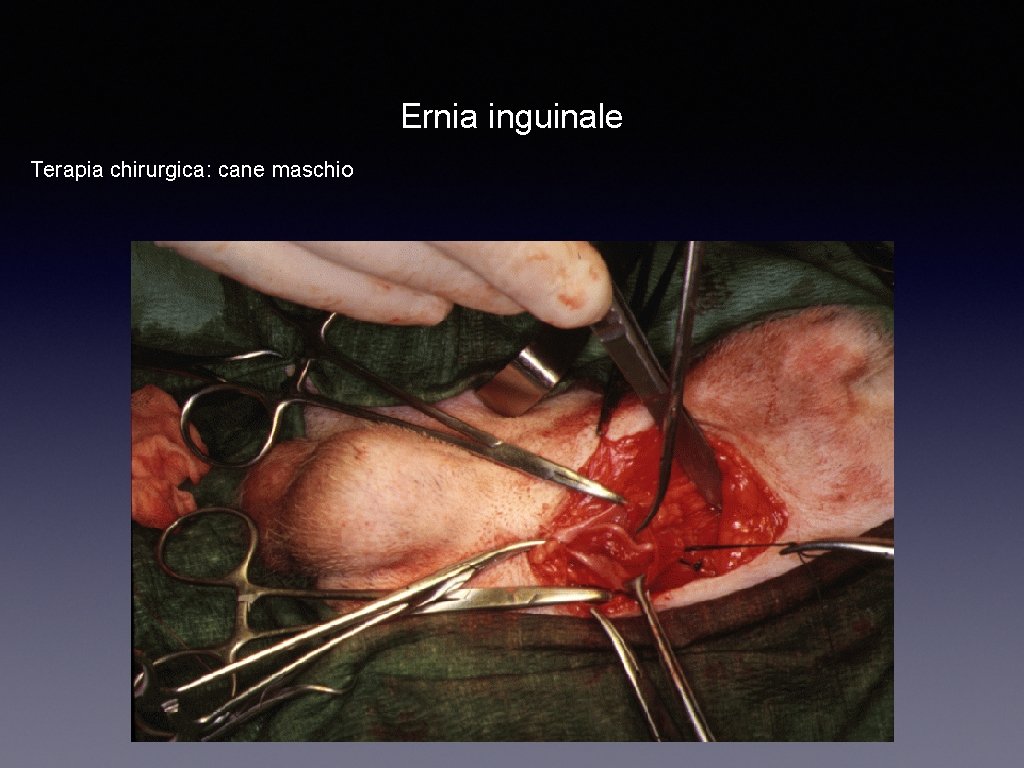 Ernia inguinale Terapia chirurgica: cane maschio 