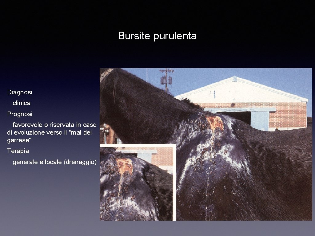 Bursite purulenta Diagnosi clinica Prognosi favorevole o riservata in caso di evoluzione verso il