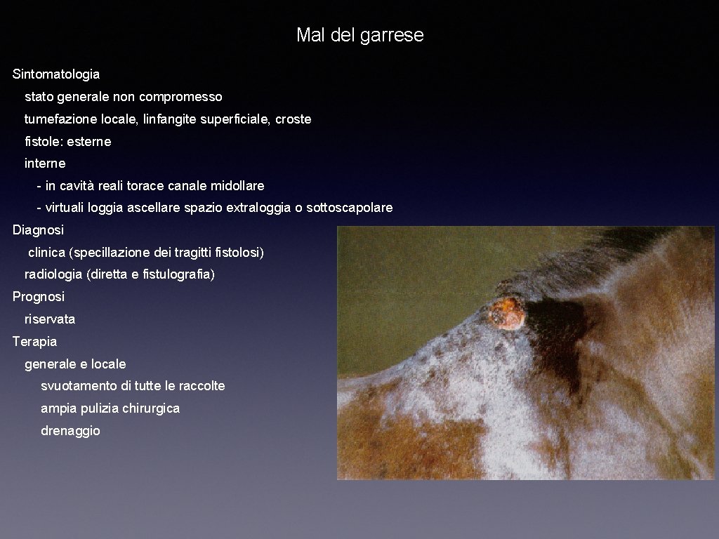 Mal del garrese Sintomatologia stato generale non compromesso tumefazione locale, linfangite superficiale, croste fistole: