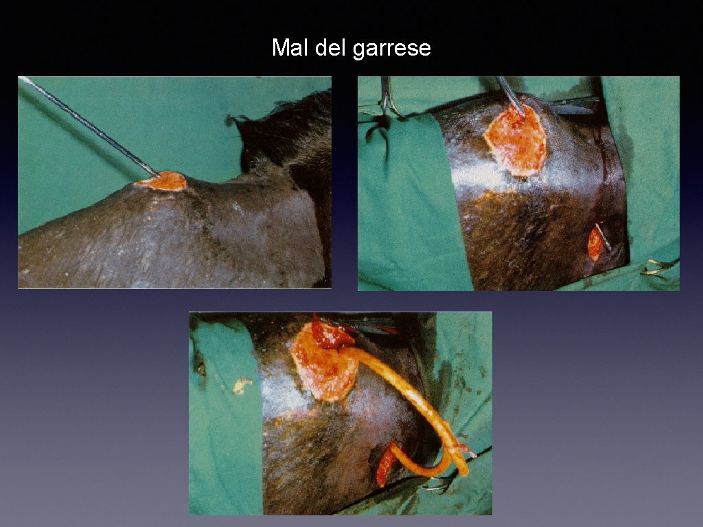 Mal del garrese 