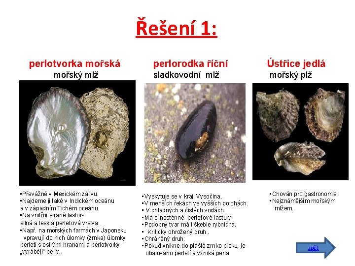 Řešení 1: perlotvorka mořská mořský mlž • Převážně v Mexickém zálivu. • Najdeme ji