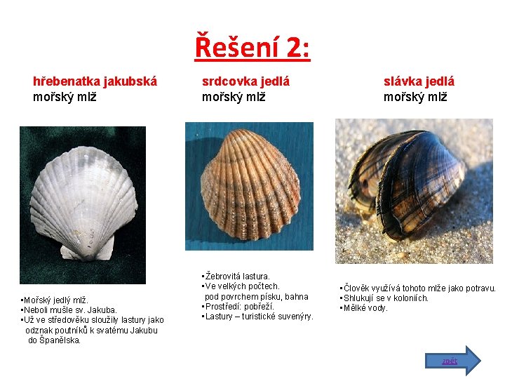 Řešení 2: hřebenatka jakubská mořský mlž • Mořský jedlý mlž. • Neboli mušle sv.