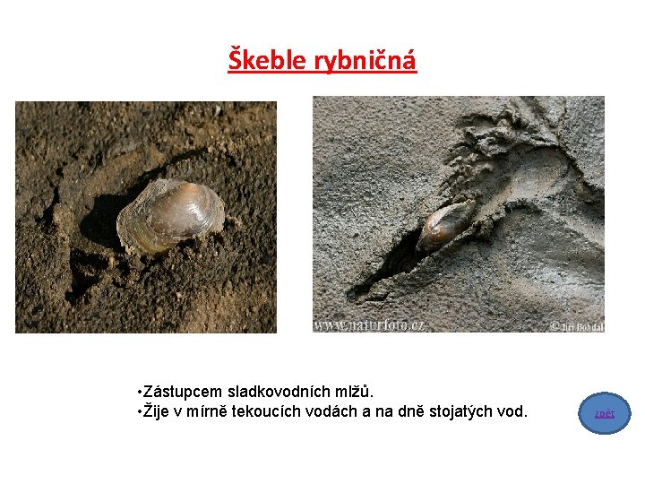Škeble rybničná • Zástupcem sladkovodních mlžů. • Žije v mírně tekoucích vodách a na