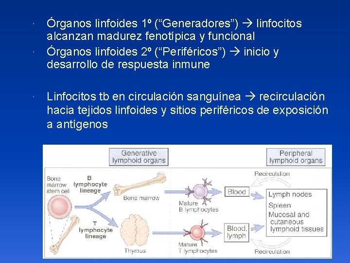  Órganos linfoides 1º (“Generadores”) linfocitos alcanzan madurez fenotípica y funcional Órganos linfoides 2º