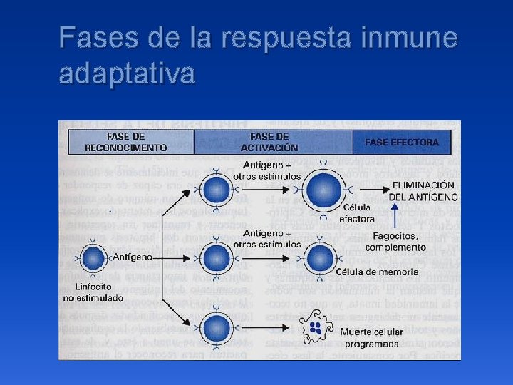 Fases de la respuesta inmune adaptativa 