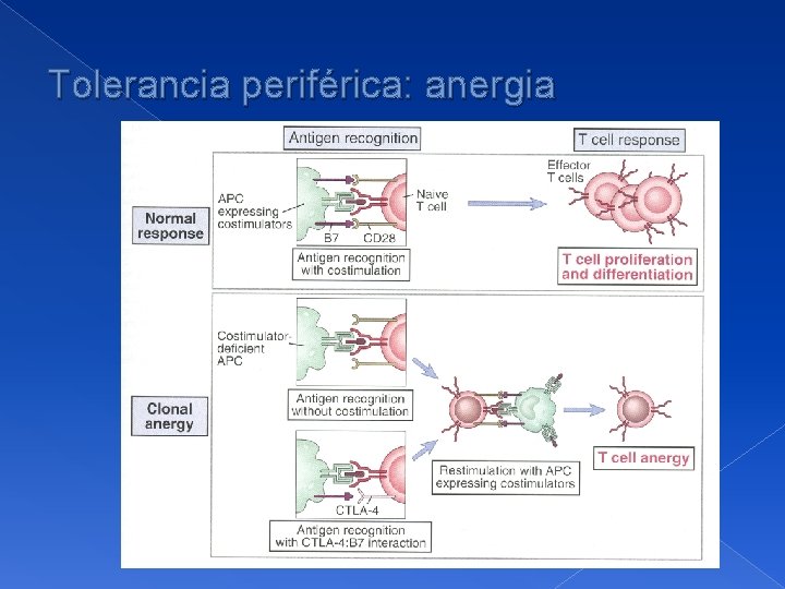 Tolerancia periférica: anergia 