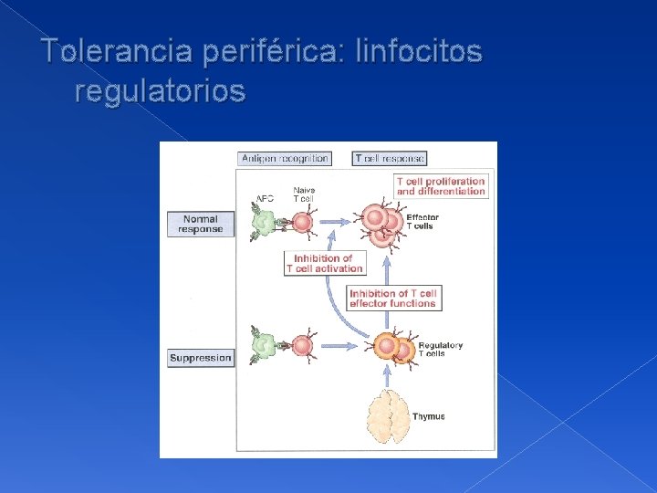 Tolerancia periférica: linfocitos regulatorios 