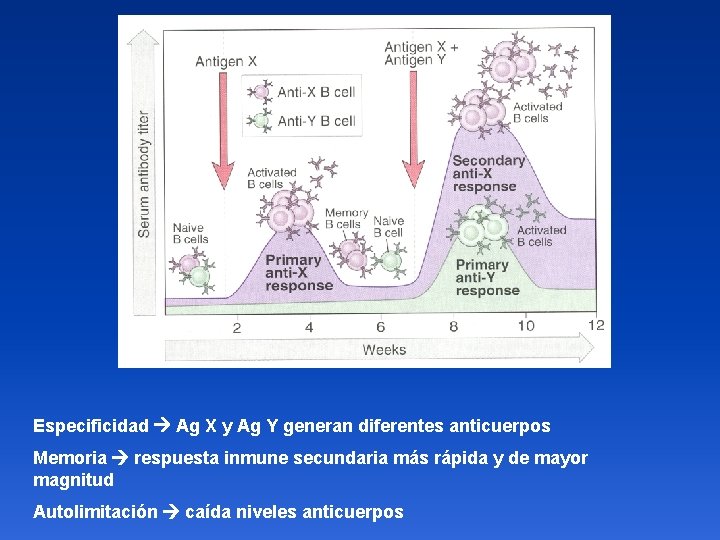 Especificidad Ag X y Ag Y generan diferentes anticuerpos Memoria respuesta inmune secundaria más