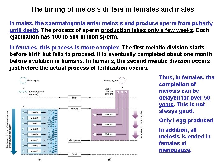 Meiosis is the first step in gametogenesis separation