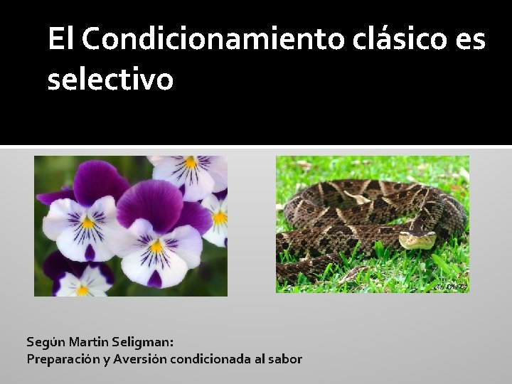 El Condicionamiento clásico es selectivo Según Martin Seligman: Preparación y Aversión condicionada al sabor