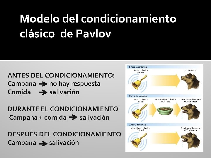 Modelo del condicionamiento clásico de Pavlov ANTES DEL CONDICIONAMIENTO: Campana no hay respuesta Comida