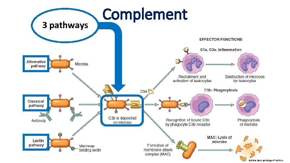 3 pathways Complement Robbins basic pathology 9 th edition 