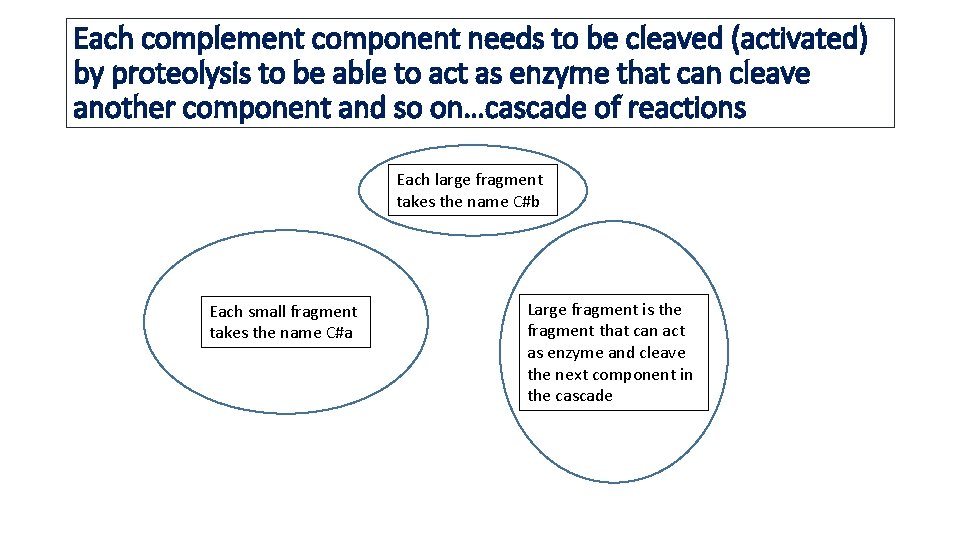Each complement component needs to be cleaved (activated) by proteolysis to be able to
