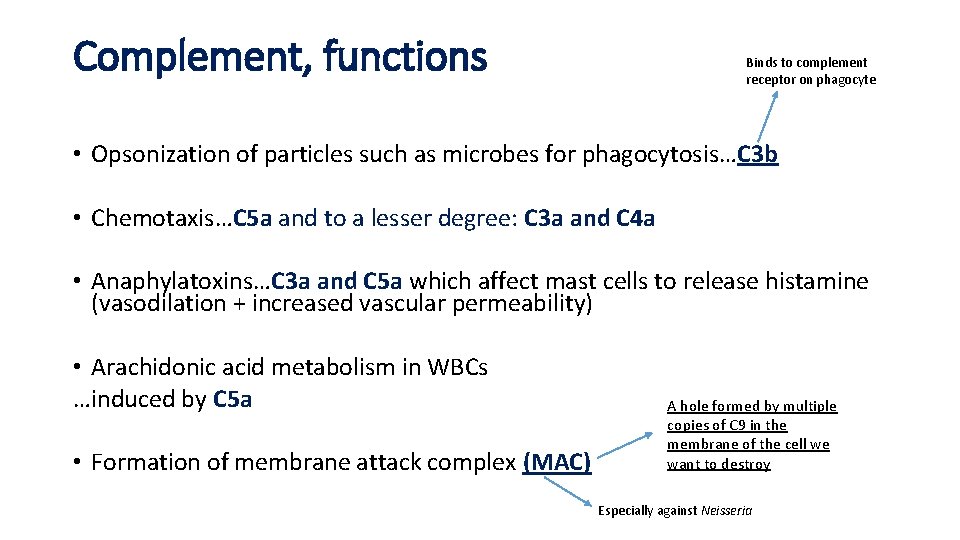 Complement, functions Binds to complement receptor on phagocyte • Opsonization of particles such as