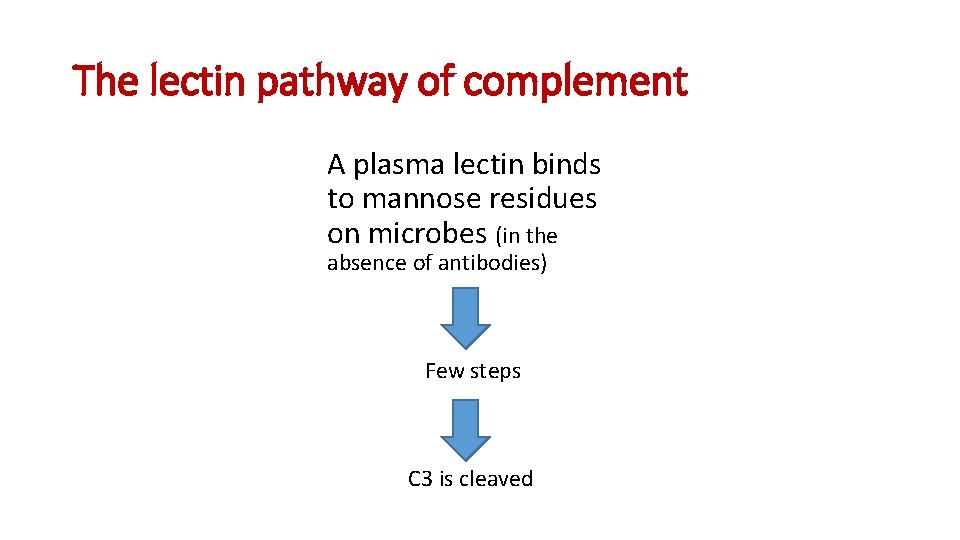 The lectin pathway of complement A plasma lectin binds to mannose residues on microbes