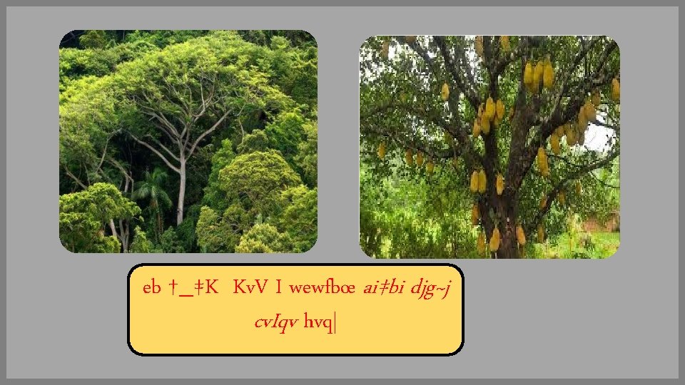 eb †_‡K Kv. V I wewfbœ ai‡bi djg~j cv. Iqv hvq| 