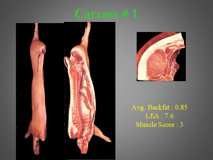 Carcass # 1 Avg. Backfat : 0. 85 LEA : 7. 6 Muscle Score
