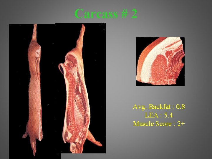Carcass # 2 Avg. Backfat : 0. 8 LEA : 5. 4 Muscle Score