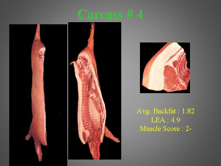 Carcass # 4 Avg. Backfat : 1. 82 LEA : 4. 9 Muscle Score