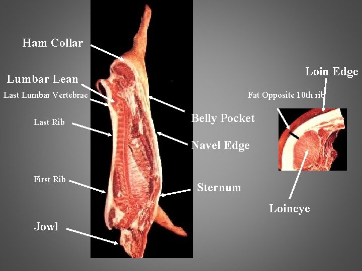 Ham Collar Loin Edge Lumbar Lean Fat Opposite 10 th rib Last Lumbar Vertebrae