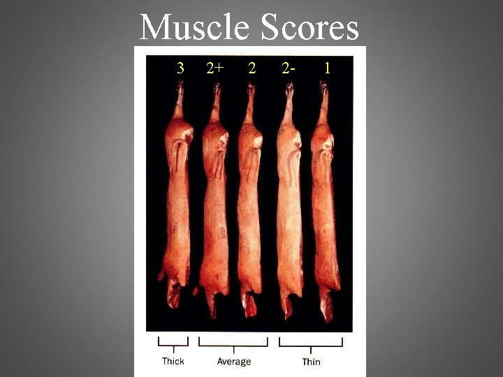 Muscle Scores 3 2+ 2 2 - 1 