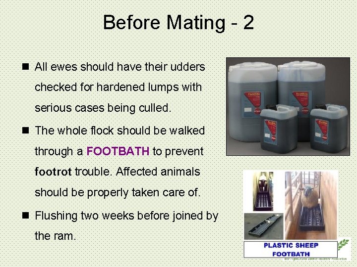 Before Mating - 2 n All ewes should have their udders checked for hardened