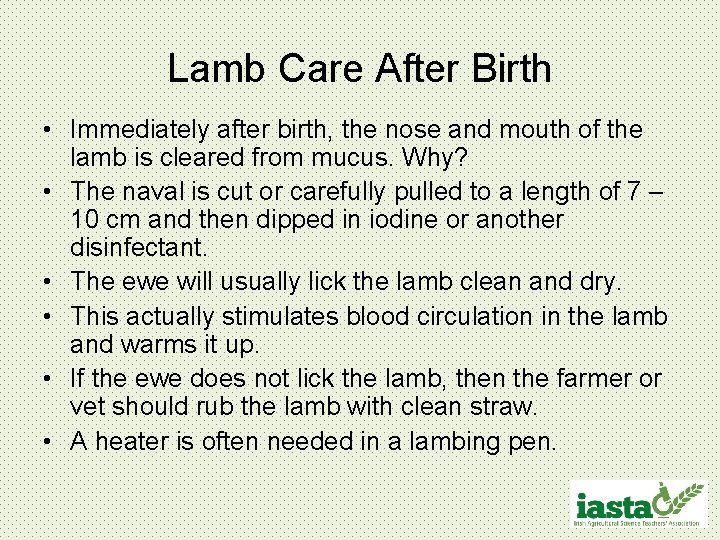 Lamb Care After Birth • Immediately after birth, the nose and mouth of the